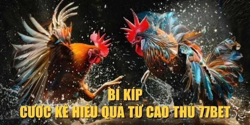 Bí kíp cược kê hiệu quả từ cao thủ 77Bet